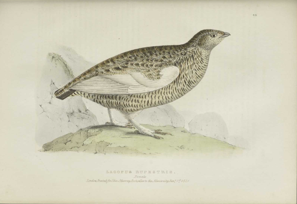Fauna boreali-americana, or, The zoology of the northern parts of British America : containing descriptions of the objects of natural history collected on the late northern land expeditions under command of Captain Sir John Franklin, R.N (BAnQ)
